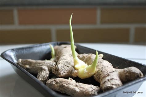 薑發芽可以種|我想種植老薑